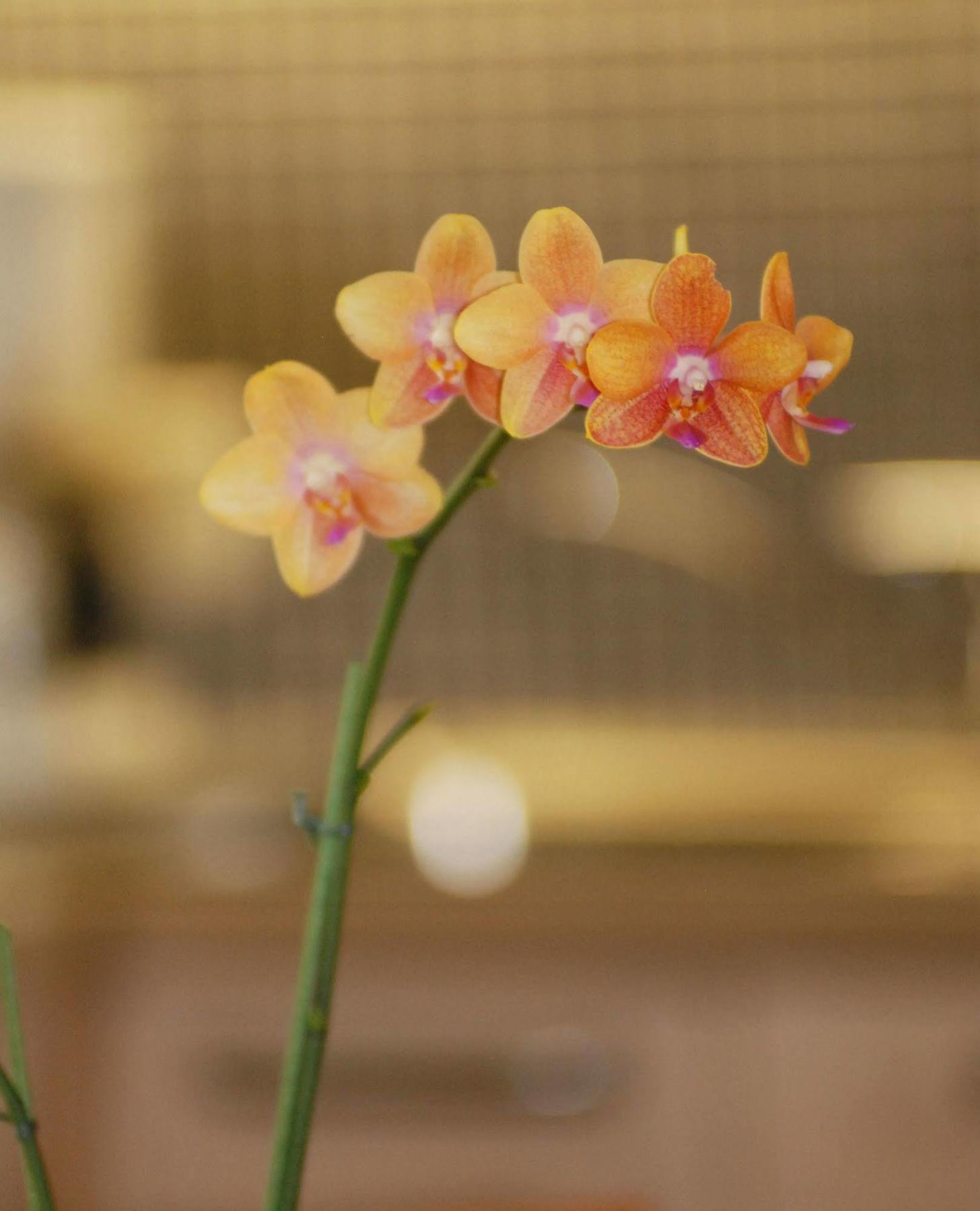 Aparthotel Tritscher ชลัดมิง ภายนอก รูปภาพ